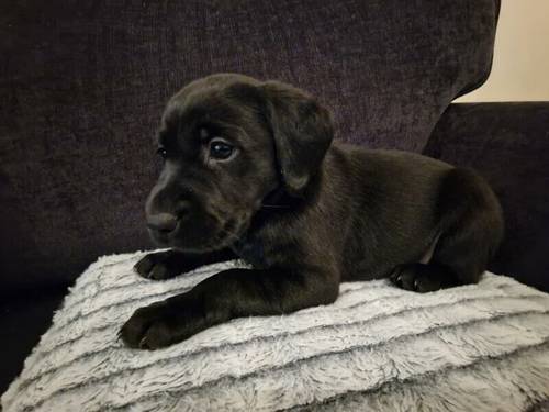 Black Labrador retrievers, Farm bred, working lines for sale in Gravesend, Hertfordshire - Image 3