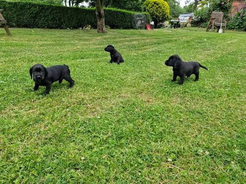 Black Labrador retrievers, Farm bred, working lines for sale in Gravesend, Hertfordshire - Image 5