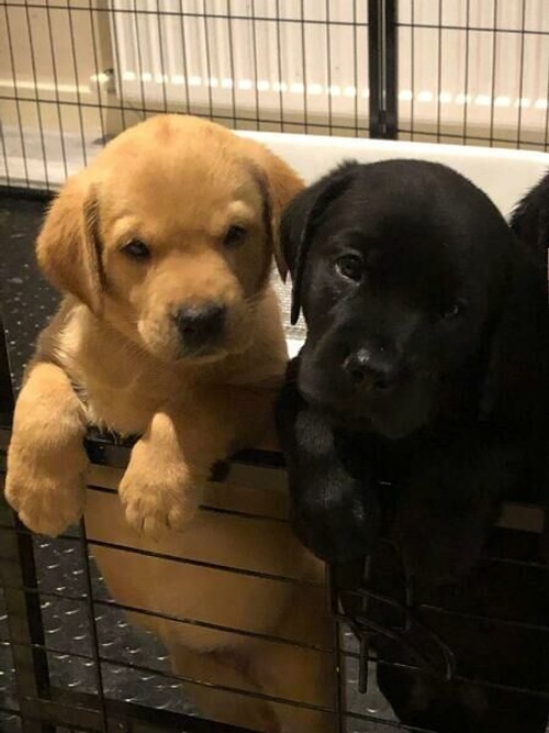 Labrador Puppies For Sale In Scotland
