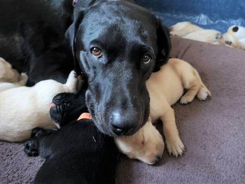 Top pedigree KC Reg. Lab Pups for sale in Redditch, Worcestershire - Image 1