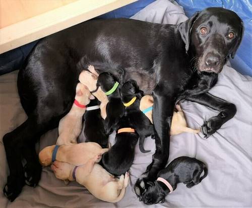 Top pedigree KC Reg. Lab Pups for sale in Redditch, Worcestershire - Image 2