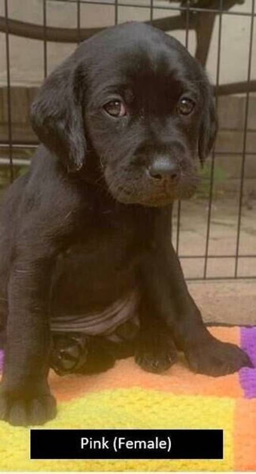 Top pedigree KC Reg. Lab Pups for sale in Redditch, Worcestershire - Image 4