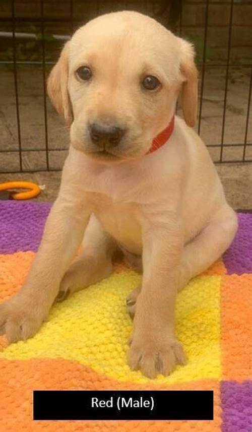 Top pedigree KC Reg. Lab Pups for sale in Redditch, Worcestershire - Image 5