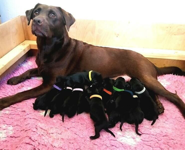 Kennel Club Registered Labrador Puppies For Sale in Bristol