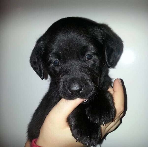 Kennel Club Registered Labrador Puppies For Sale in Bristol