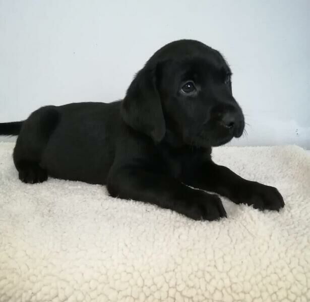Kennel Club Registered Labrador Puppies For Sale in Bristol