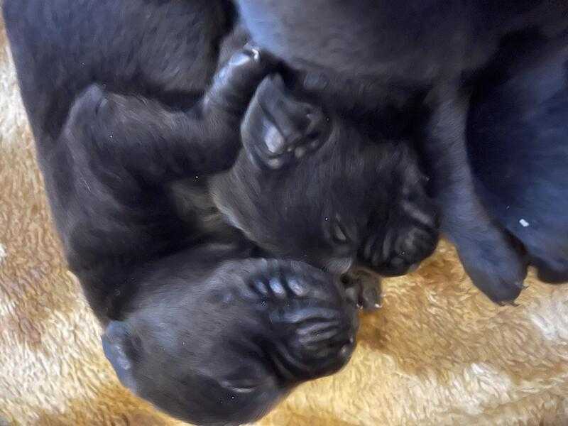 10 Black Labrador Puppies For Sale in BlaydonOnTyne