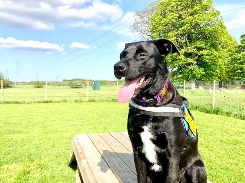 Shadow for sale in West Calder - Image 1