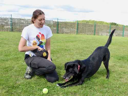 Toby for sale in Evesham