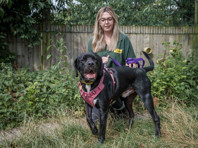 Jack Adopt a Labrador from Evesham, Worcestershire