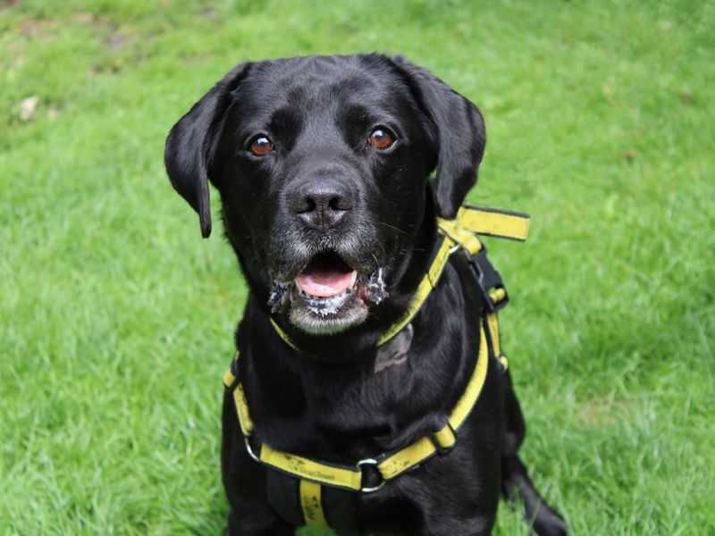 Bailey for sale in Liverpool - Image 1