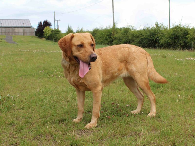 Labrador sales rehoming yorkshire