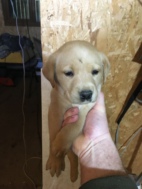 Labardor Pups Labrador Retriever Puppies For Sale in Laurencekirk
