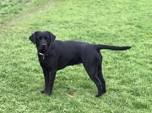 Beautiful KC registered labrador puppies, excellent breeding, only 1 boy remaining for sale in Cupar, Fife - Image 2