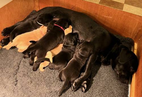 Beautiful KC registered labrador puppies, excellent breeding, only 1 boy remaining for sale in Cupar, Fife - Image 3