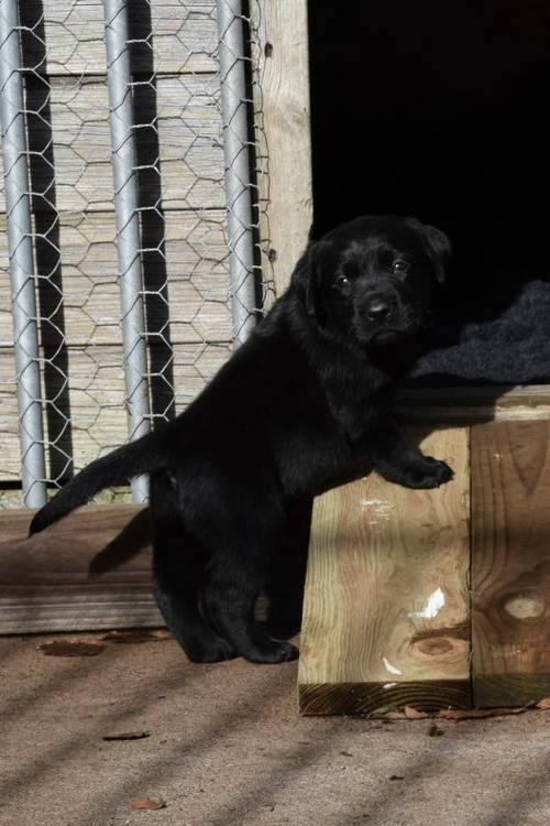 Beautiful KC registered labrador puppies, excellent breeding, only 1 boy remaining for sale in Cupar, Fife - Image 4