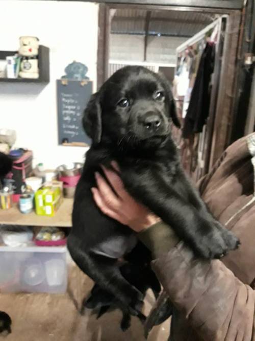 Labrador Puppies for sale in Gloucester, Gloucestershire - Image 1