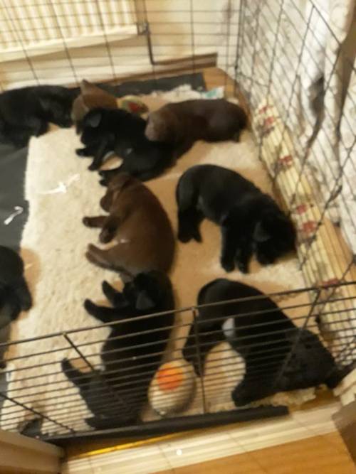 Labrador Puppies for sale in Gloucester, Gloucestershire - Image 2