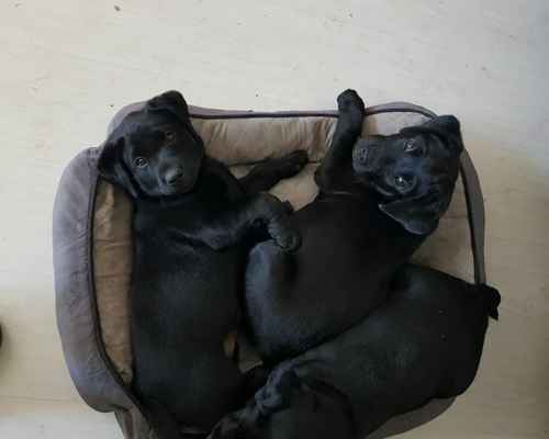 Labrador puppies - FREE vaccinations for life at our local surgery for sale in Ulceby, Lincolnshire - Image 1