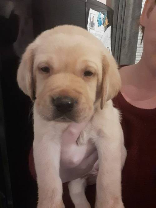 5 beautiful labrador pups for sale in Stoke-on-Trent, Staffordshire - Image 1