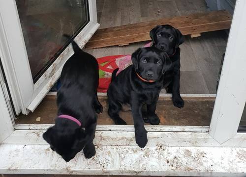 Only one girl left - FREE vaccinations for life at our local surgery for sale in Ulceby, Lincolnshire - Image 6