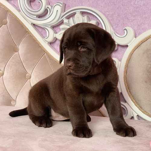 Lovely litter of kc Labradors from health-tested parents for sale in Standon, Staffordshire - Image 1