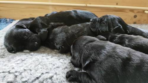 Kennel Club Registered Black Labrador Puppies for sale in Devizes, Wiltshire - Image 1