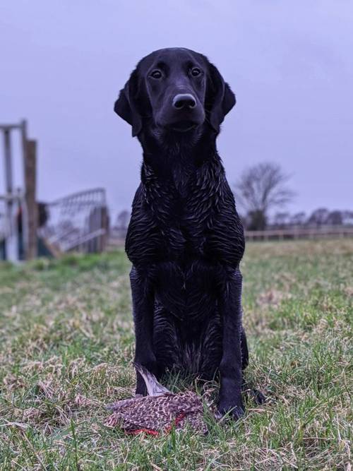 Kennel Club Registered Black Labrador Puppies for sale in Devizes, Wiltshire - Image 4