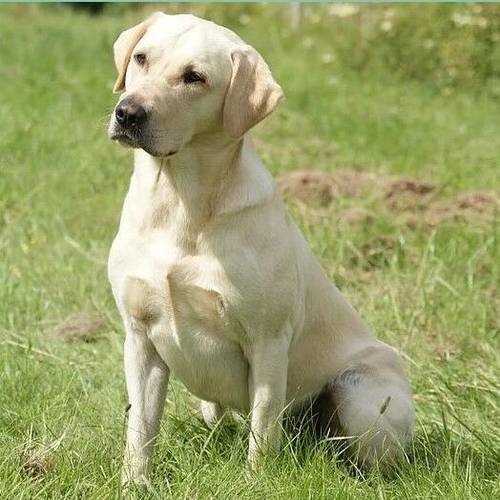 Stunning Black Labrador Male Puppy for Sale in Rugby, Warwickshire - Image 4