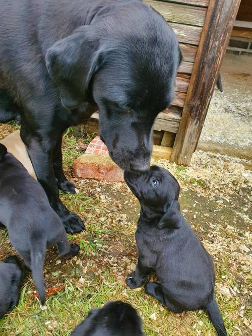 Stunning Black Labrador Male Puppy for Sale in Rugby, Warwickshire - Image 1