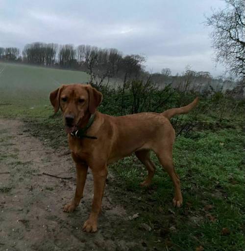 PEDIGREE FOXRED LAB PUPS for sale in Ipswich, Suffolk - Image 4