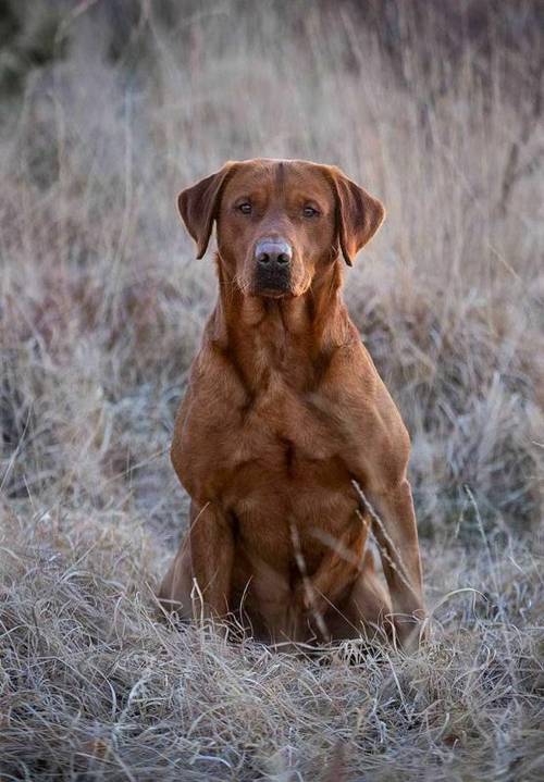 PEDIGREE FOXRED LAB PUPS for sale in Ipswich, Suffolk - Image 6