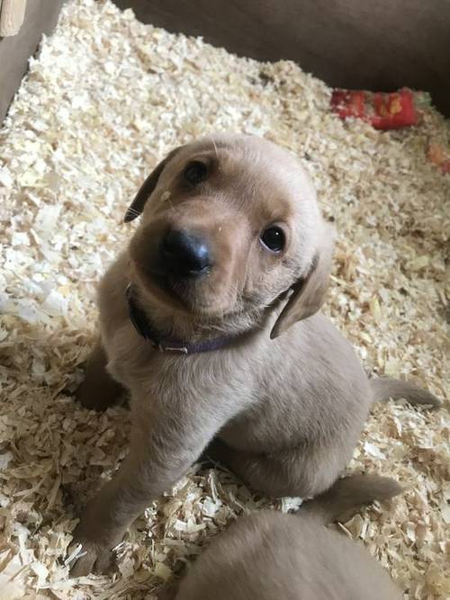 KC registered Red Fox Labrador puppies for sale in Kilmington Wiltshire - Image 1