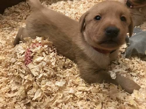 KC registered Red Fox Labrador puppies for sale in Kilmington Wiltshire - Image 3