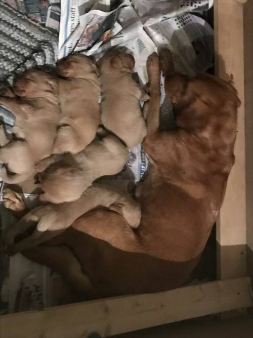 KC registered Red Fox Labrador puppies for sale in Kilmington Wiltshire - Image 8