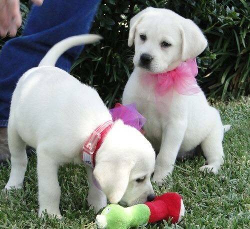 KC Registered Labrador Retriever 12 WKS for sale in Londonderry, North Yorkshire - Image 1