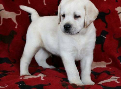 KC Registered Labrador Retriever 12 WKS for sale in Londonderry, North Yorkshire - Image 2