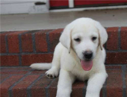 KC Registered Labrador Retriever 12 WKS for sale in Londonderry, North Yorkshire - Image 3