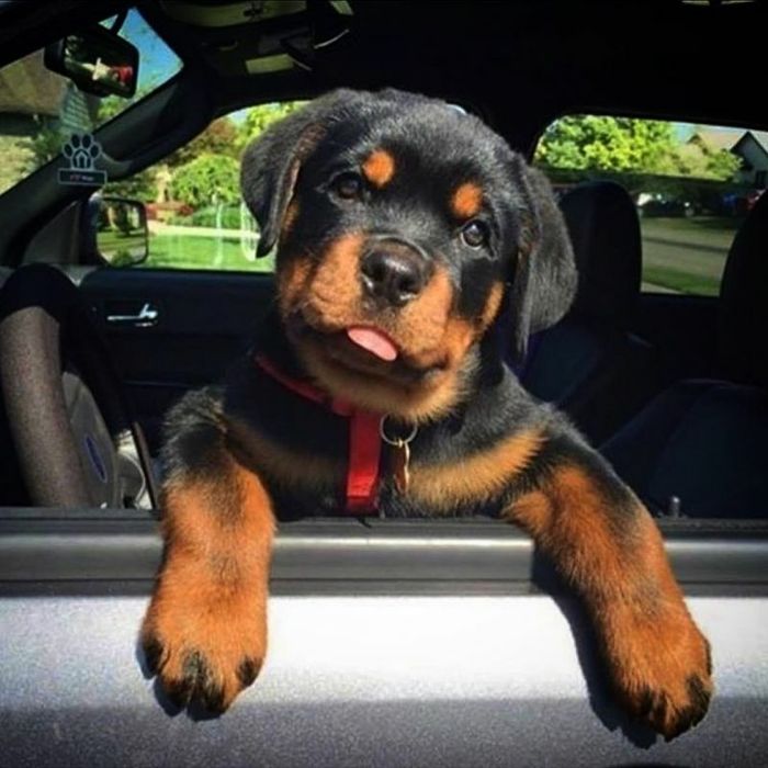 Beautiful Well Bred Labrador Puppies For Sale Now - Image 2 of 3