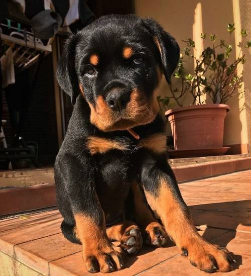 Beautiful Well Bred Labrador Puppies For Sale Now for sale in London Colney, Hertfordshire - Image 3