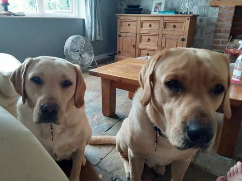 10 black kc registered labrador puppies, mixed litter for sale in Honiton devon - Image 3