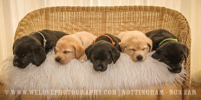 Labrador Retriever puppies for sale in Mansfield, Nottinghamshire – KC registered, 3 years old - Image 2 of 9