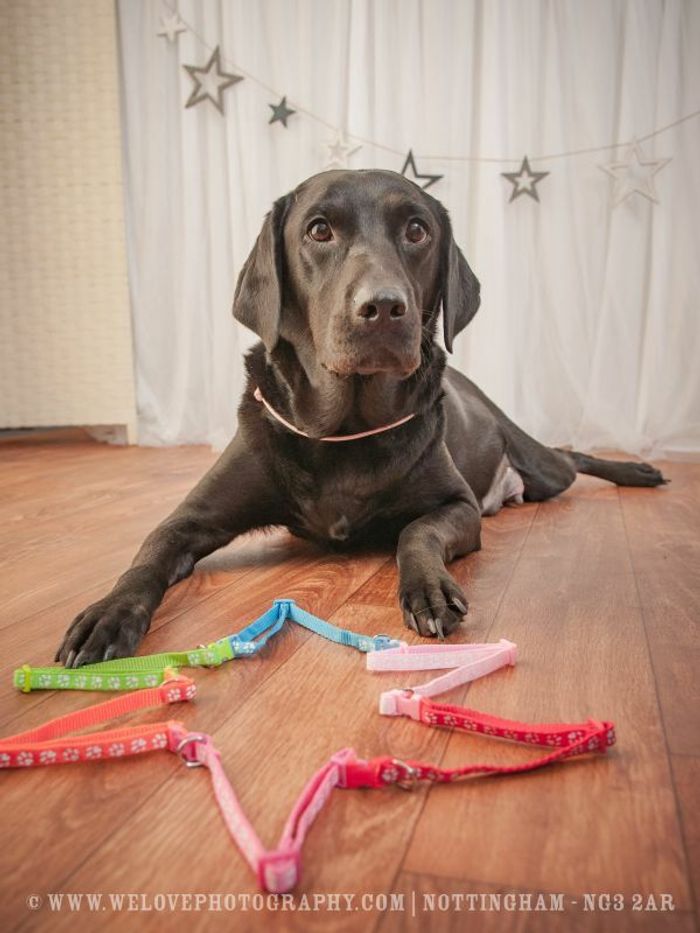 Labrador Retriever puppies for sale in Mansfield, Nottinghamshire – KC registered, 3 years old - Image 1 of 9