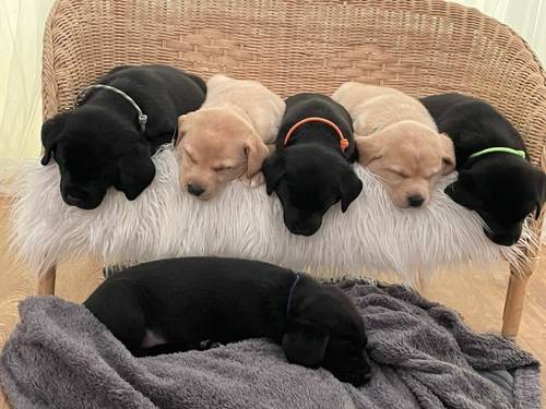 Latticstars Puppies - dual purpose for sale in Mansfield, Nottinghamshire - Image 7