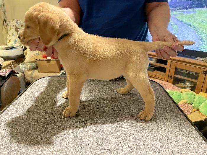 Labrador Retriever puppies for sale in Mansfield, Nottinghamshire – KC registered, 3 years old - Image 5 of 9