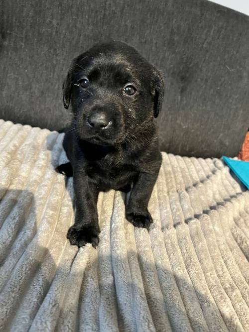 Kc registered Labrador puppies for sale in Scunthorpe, Lincolnshire - Image 7