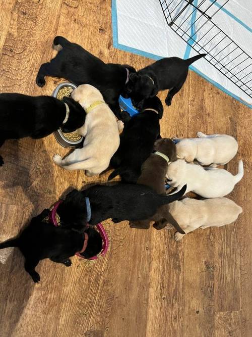 Kc registered Labrador puppies for sale in Scunthorpe, Lincolnshire - Image 6