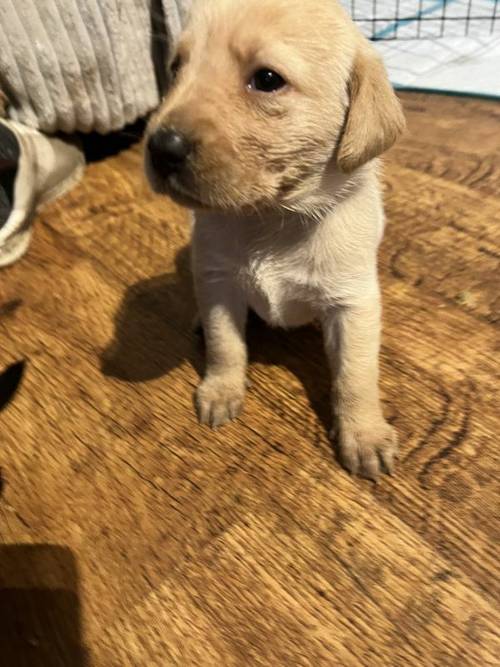 Kc registered Labrador puppies for sale in Scunthorpe, Lincolnshire - Image 9