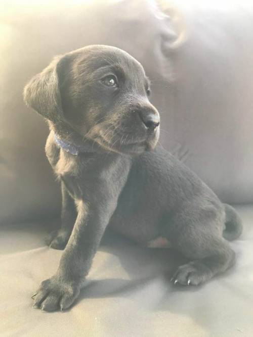 Labrador puppies for sale in Beccles, Suffolk - Image 2