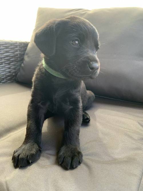 Labrador puppies for sale in Beccles, Suffolk - Image 3